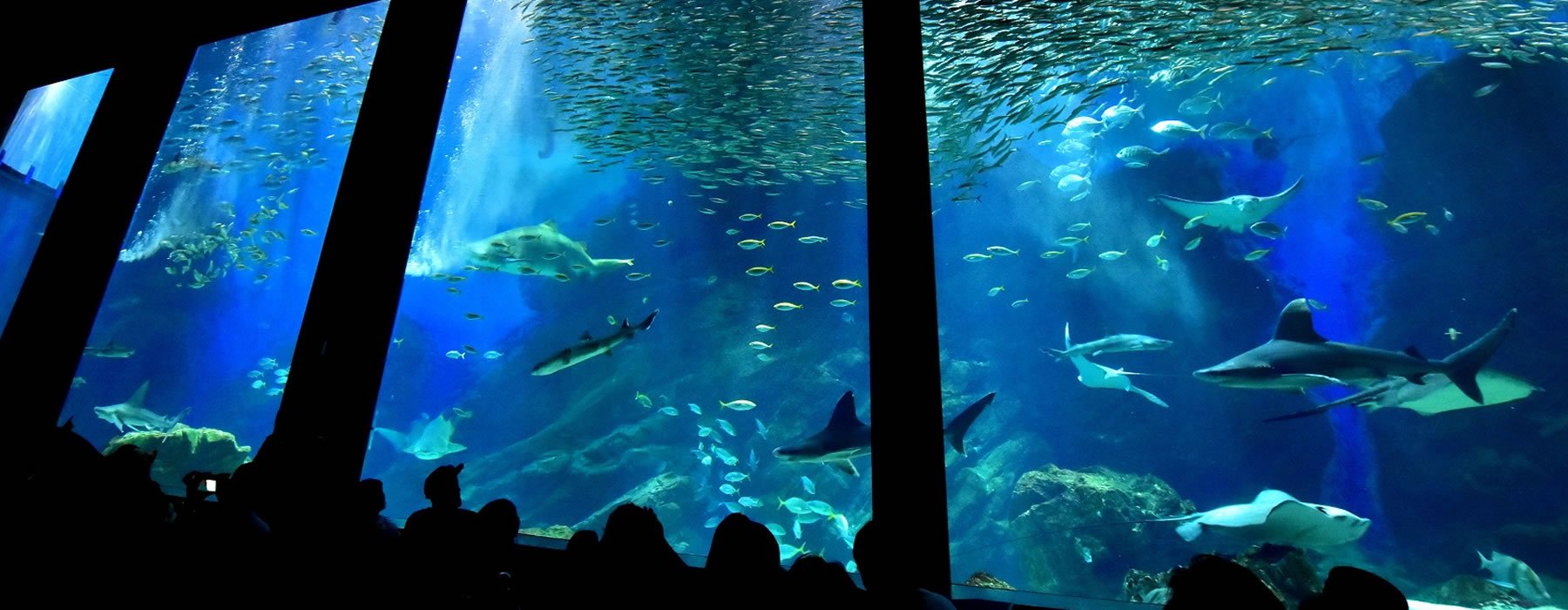 マリンワールド海の中道