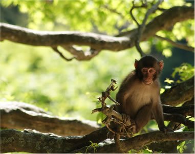 高崎山自然動物園