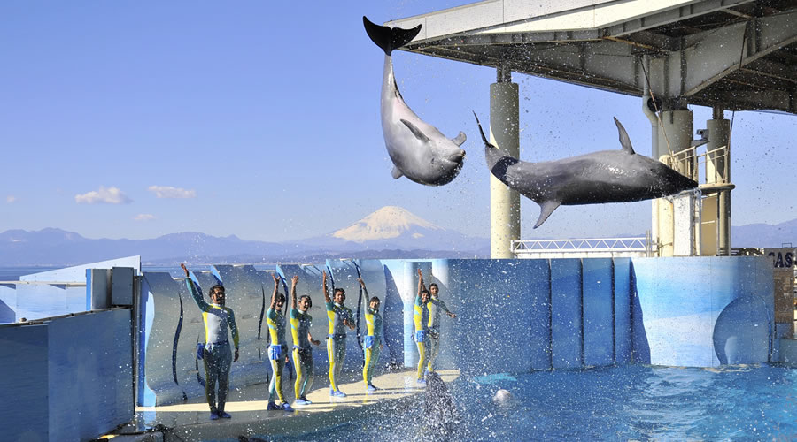 新江ノ島水族館